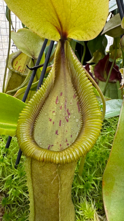 Nepenthes robcantleyi x hamata  BE-3958  Assorted Clones
