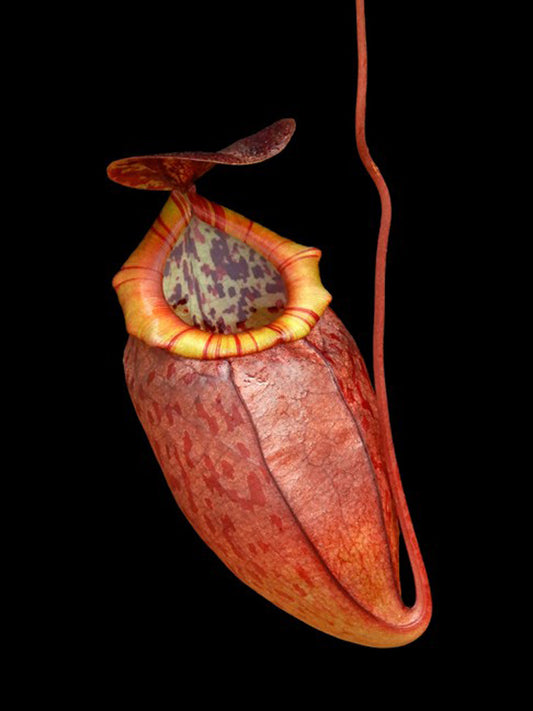 Nepenthes eustachya x tenuis  BE-3971