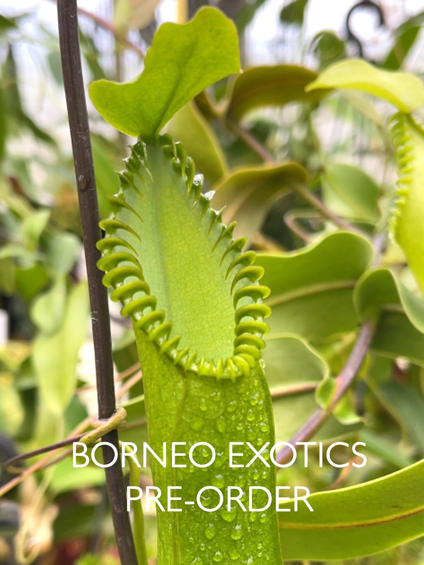 Nepenthes hamata  Gunung Tambusisi  BE-3975