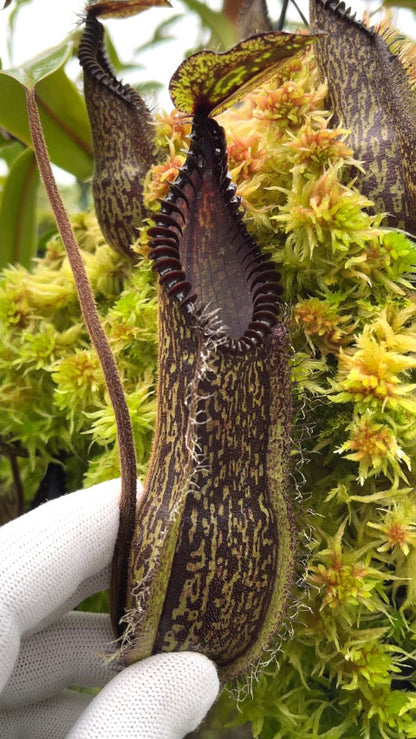 Nepenthes hamata  Gunung Tambusisi  BE-3975