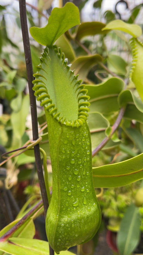 Nepenthes hamata  Gunung Tambusisi  BE-3975