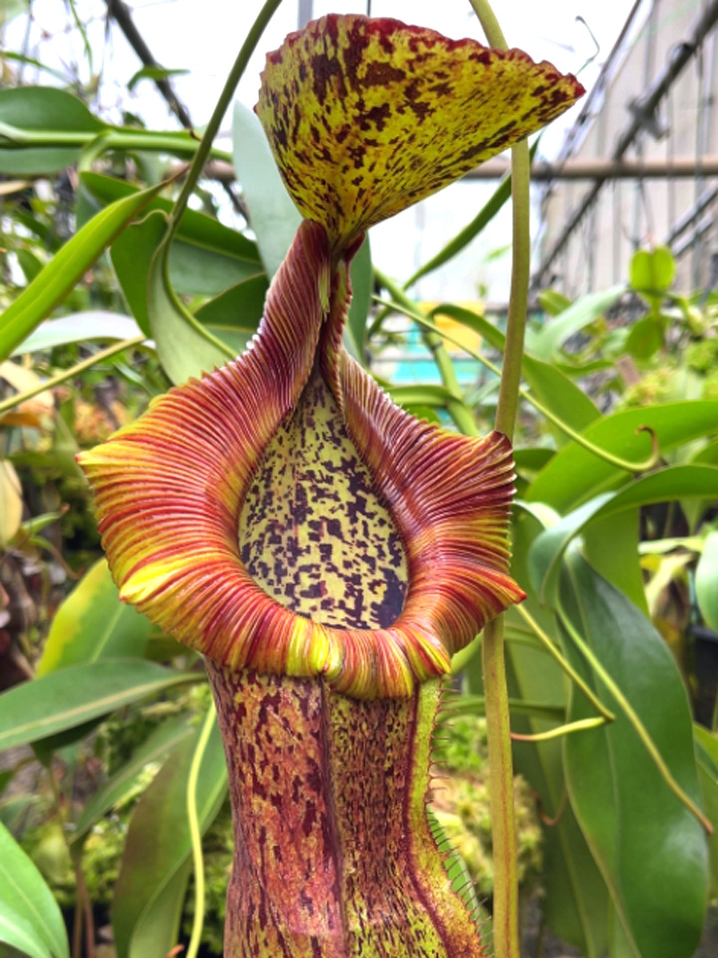 Nepenthes spathulata x (burbidgeae x edwardsiana)  BE-3978