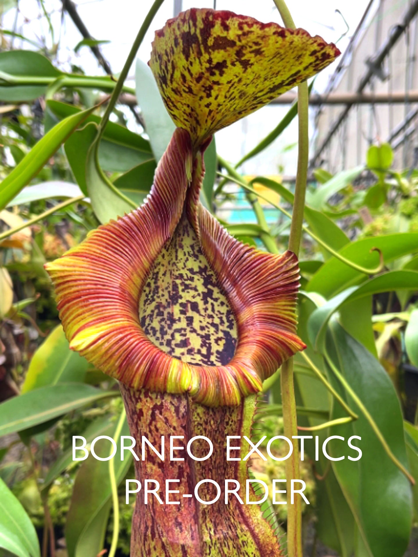 Nepenthes spathulata x (burbidgeae x edwardsiana)  BE-3978