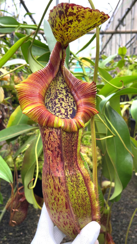 Nepenthes spathulata x (burbidgeae x edwardsiana)  BE-3978