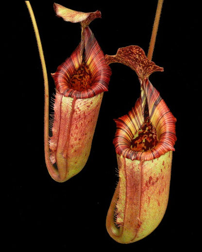 Nepenthes (veitchii x lowii) x (burbidgeae x edwardsiana) BE-3980