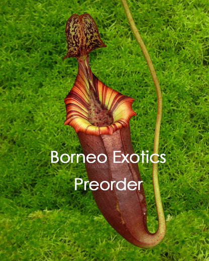 Nepenthes (veitchii x lowii) x (burbidgeae x edwardsiana) BE-3980