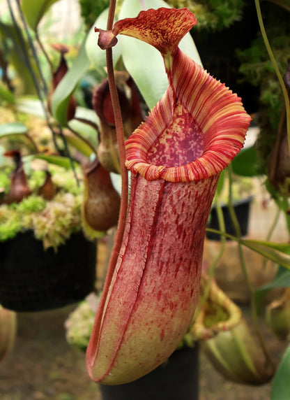 Nepenthes (veitchii x lowii) x (burbidgeae x edwardsiana) BE-3980