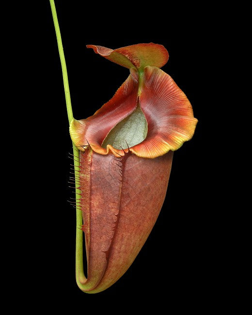 Nepenthes spathulata x tenuis  BE-3981