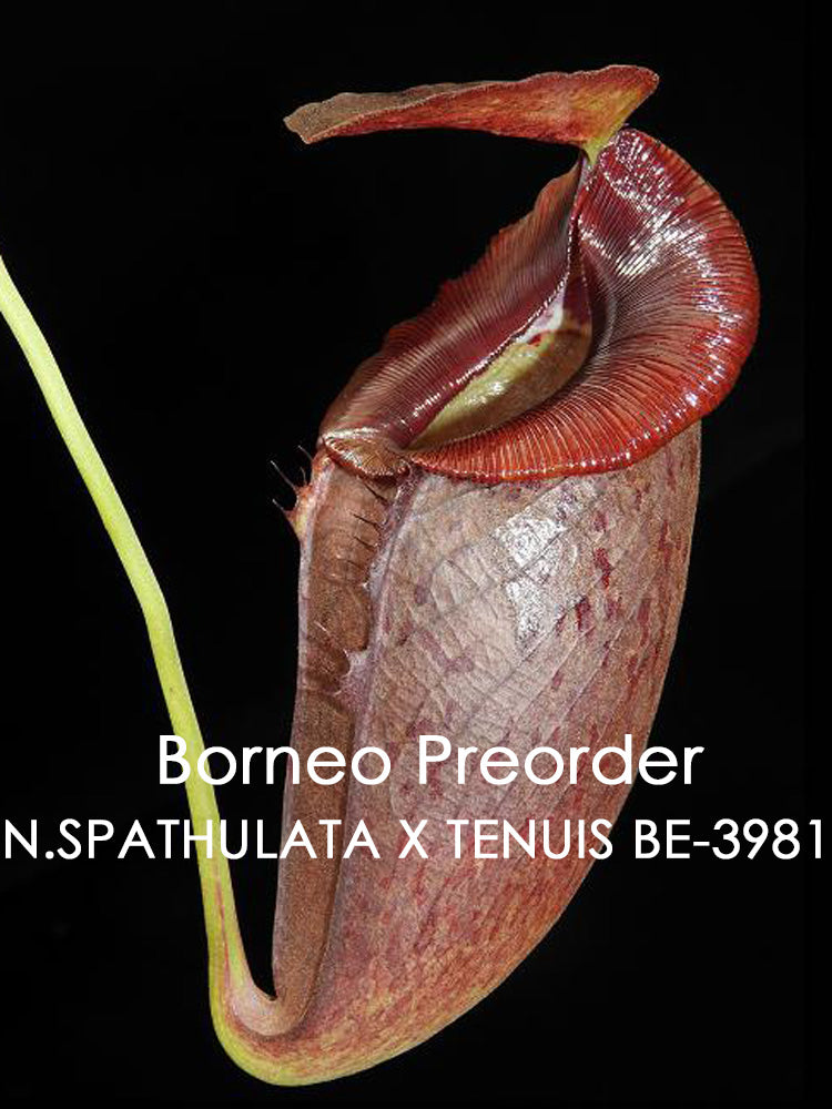 Nepenthes spathulata x tenuis  BE-3981