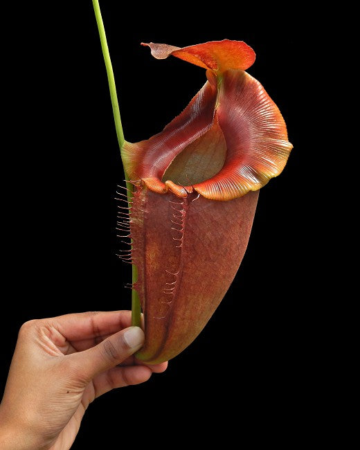 Nepenthes spathulata x tenuis  BE-3981