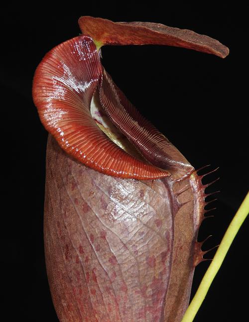 Nepenthes spathulata x tenuis  BE-3981