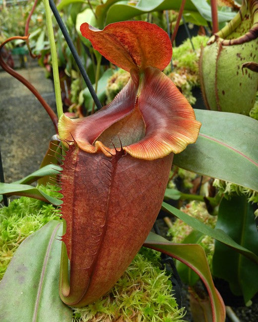 Nepenthes spathulata x tenuis  BE-3981
