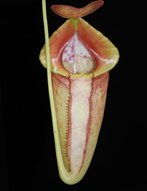 Nepenthes spathulata x tenuis  BE-3981