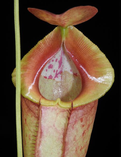 Nepenthes spathulata x tenuis  BE-3981