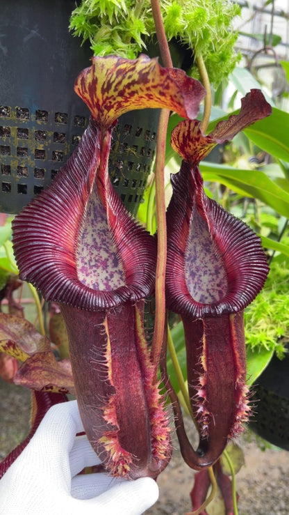 Nepenthes singalana x (burbidgeae x edwardsiana)  BE-3984 Assorted Clones
