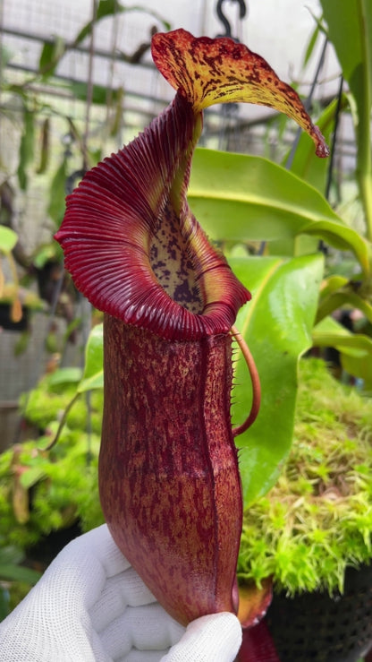 Nepenthes singalana x (burbidgeae x edwardsiana)  BE-3984 Assorted Clones
