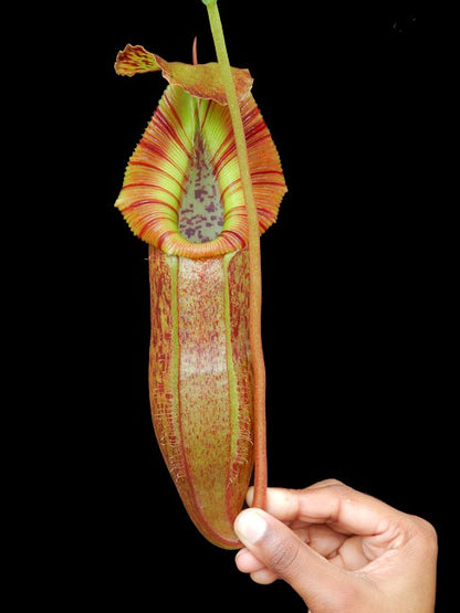 Nepenthes singalana x (burbidgeae x edwardsiana)  BE-3984 Assorted Clones