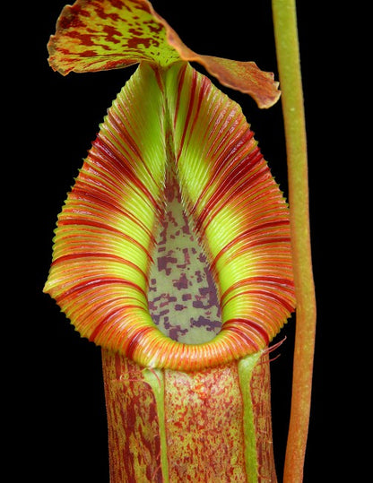 Nepenthes singalana x (burbidgeae x edwardsiana)  BE-3984 Assorted Clones