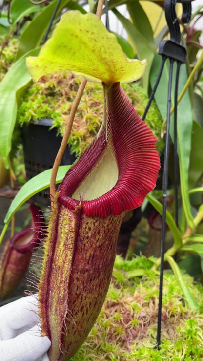 Nepenthes singalana x (burbidgeae x edwardsiana)  BE-3984 Assorted Clones