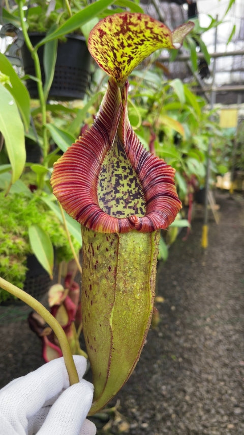 Nepenthes singalana x (burbidgeae x edwardsiana)  BE-3984 Assorted Clones