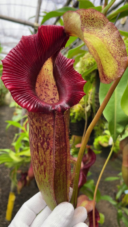 Nepenthes singalana x (burbidgeae x edwardsiana)  BE-3984 Assorted Clones