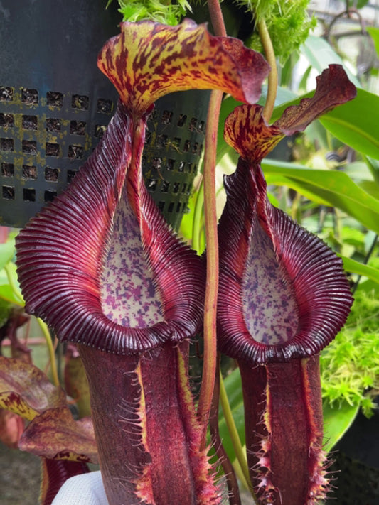 Nepenthes singalana x (burbidgeae x edwardsiana)  BE-3984 Assorted Clones