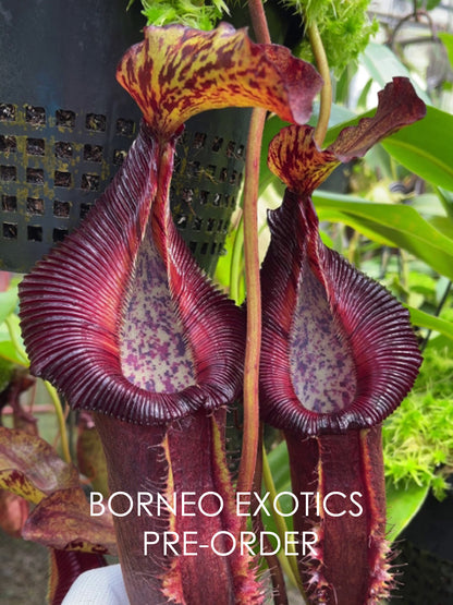 Nepenthes singalana x (burbidgeae x edwardsiana)  BE-3984 Assorted Clones