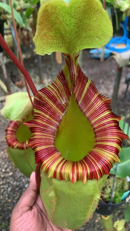 Nepenthes sibuyanensis x (veitchii x lowii)  BE-3986  Assorted Clones
