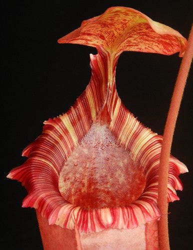 Nepenthes sibuyanensis x (veitchii x lowii)  BE-3986  Assorted Clones