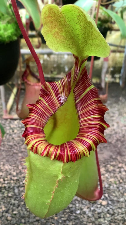 Nepenthes sibuyanensis x (veitchii x lowii)  BE-3986  Assorted Clones