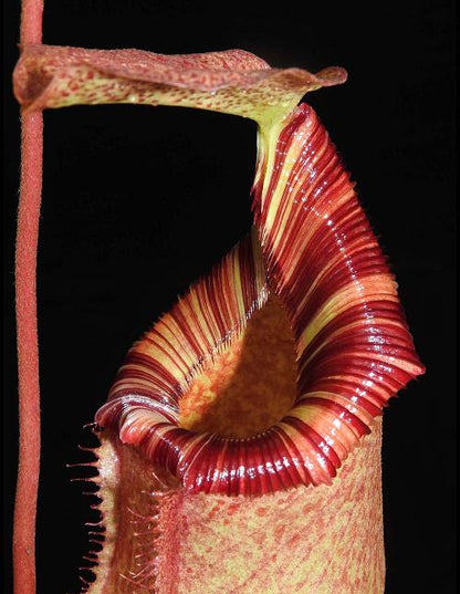 Nepenthes sibuyanensis x (veitchii x lowii)  BE-3986  Assorted Clones
