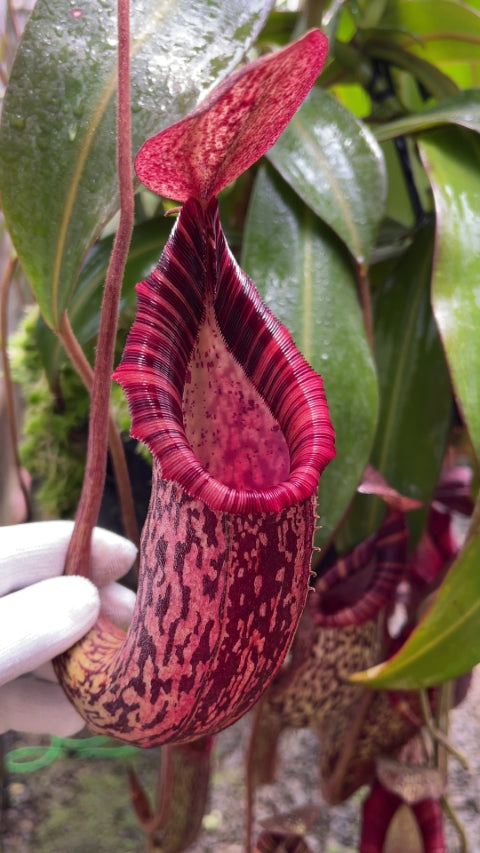 Nepenthes spectabilis x bongso  BE-3991  Best Selected Clone