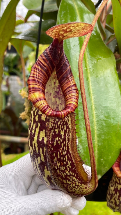 Nepenthes spectabilis x bongso  BE-3991  Best Selected Clone
