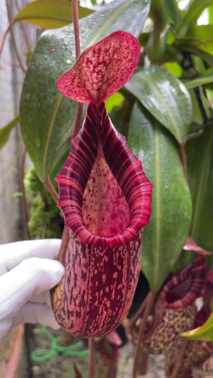 Nepenthes spectabilis x bongso  BE-3991  Best Selected Clone