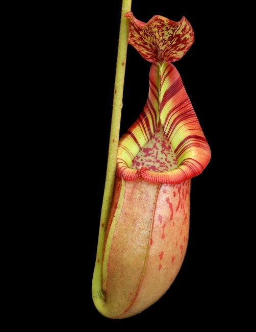 Nx (veitchii x mira) x (burbidgeae x edwardsiana) BE-3992
