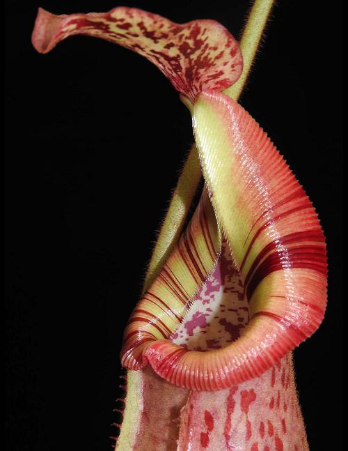 Nx (veitchii x mira) x (burbidgeae x edwardsiana) BE-3992