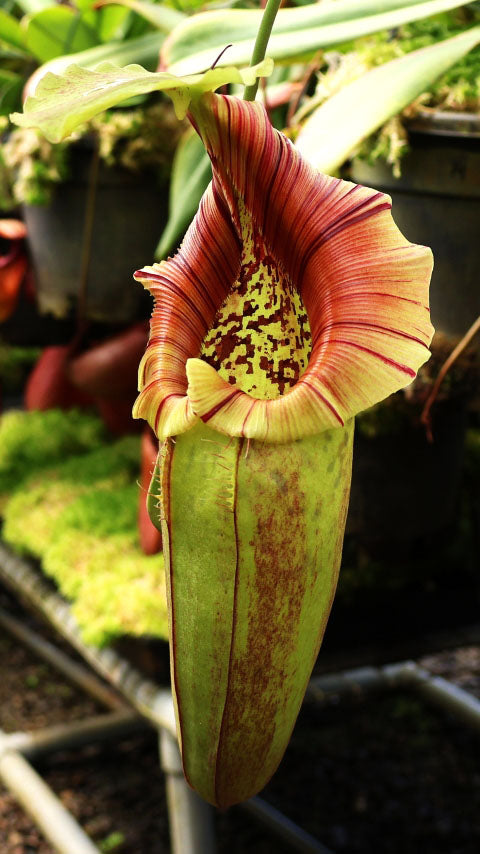 N. robcantleyi x ovata BE-3996 S – Giardino Carnivoro N. robcantleyi x ovata BE-3996 S – Giardino Carnivoro