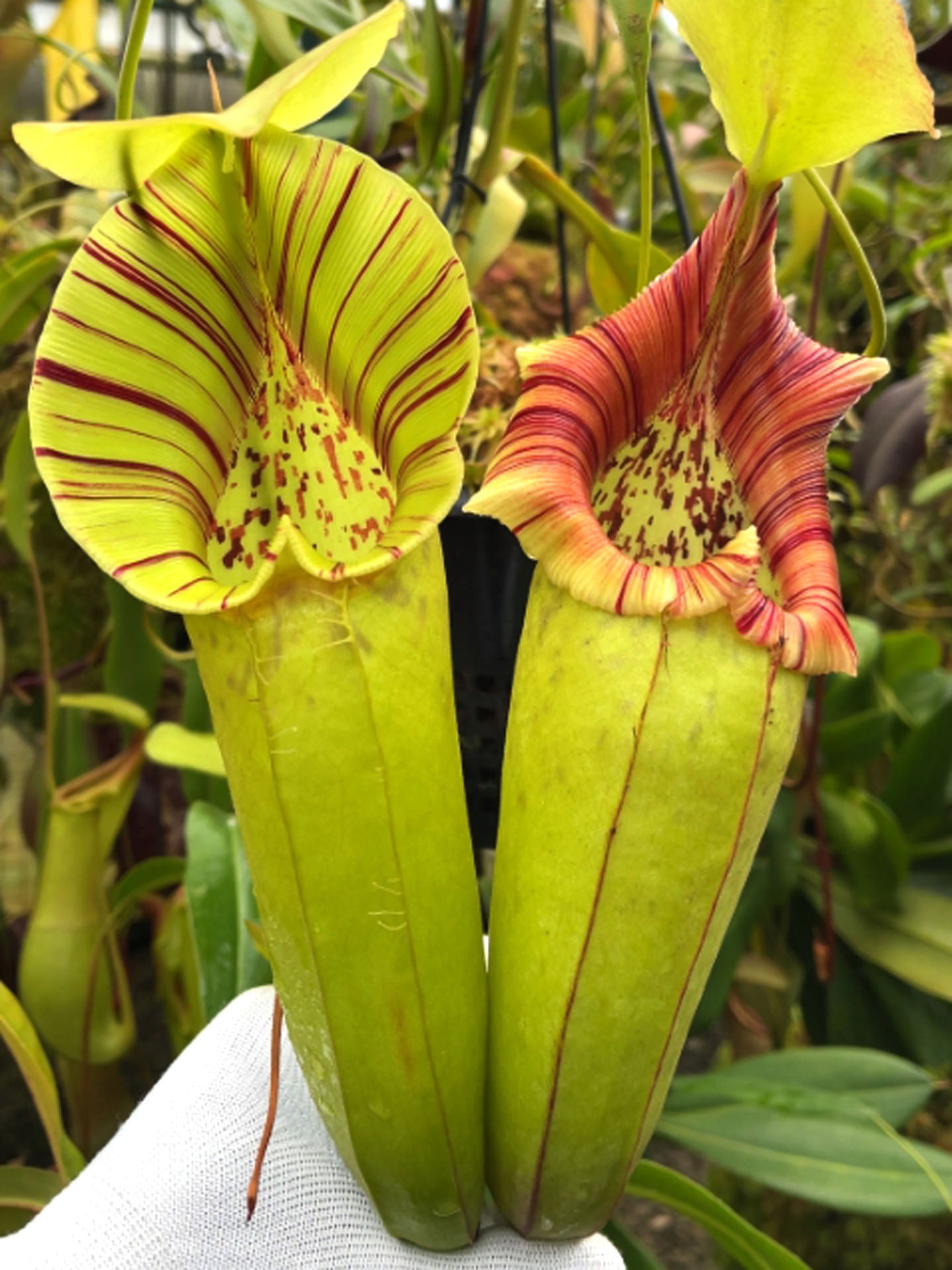 N. robcantleyi x ovata BE-3996 S – Giardino Carnivoro