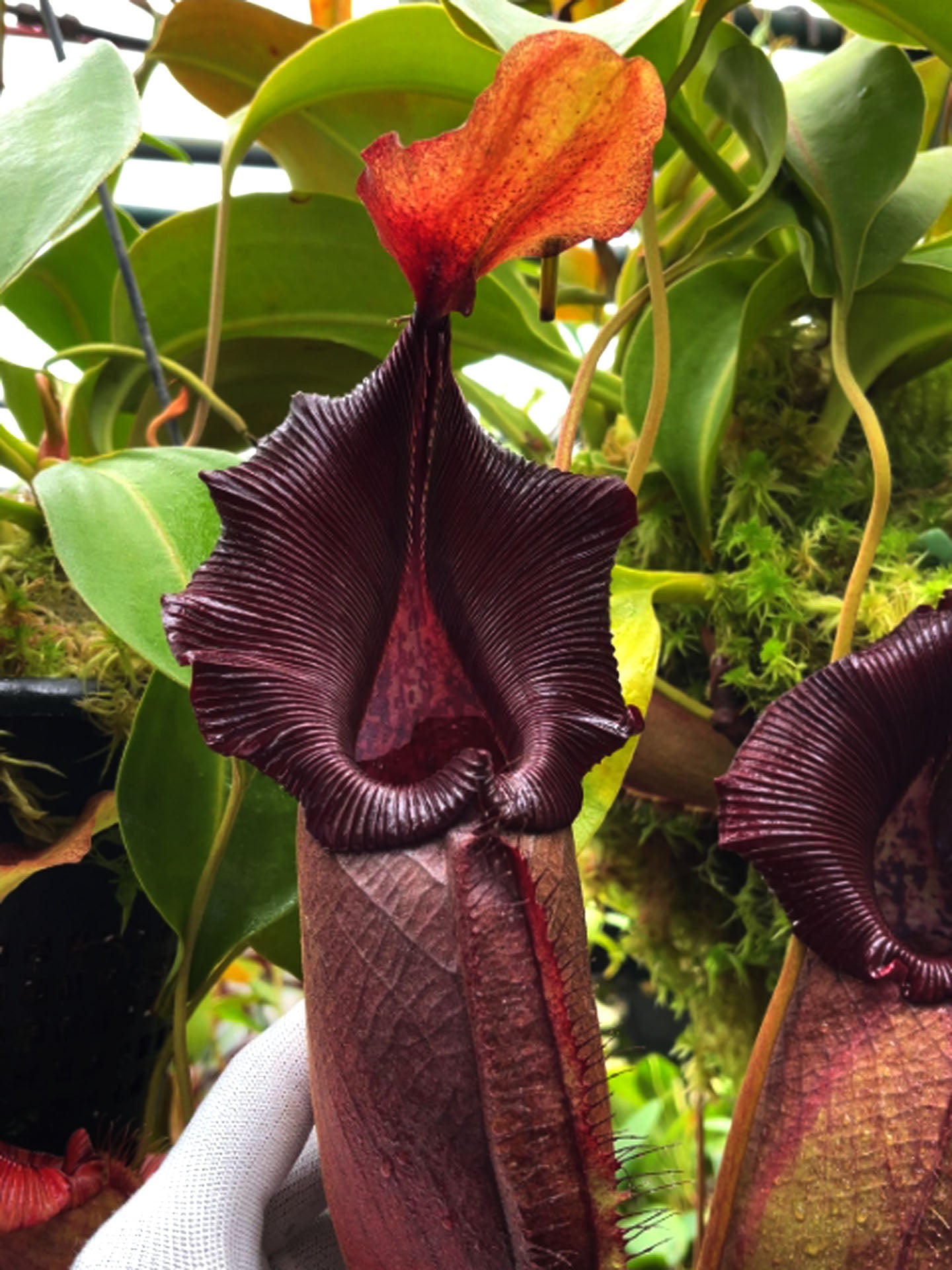Nepenthes robcantleyi x ovata BE-3996