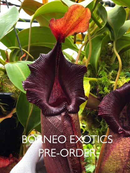 Nepenthes robcantleyi x ovata BE-3996
