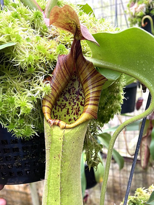 Nepenthes truncata 'Singapore Botanic Gardens'  Single clone  BE-4001