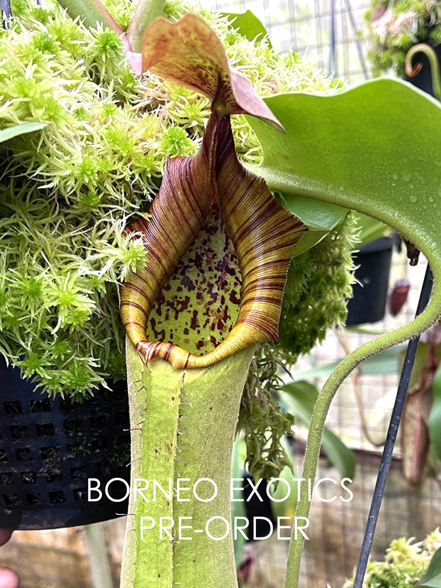 Nepenthes truncata 'Singapore Botanic Gardens' Single clone BE-4001
