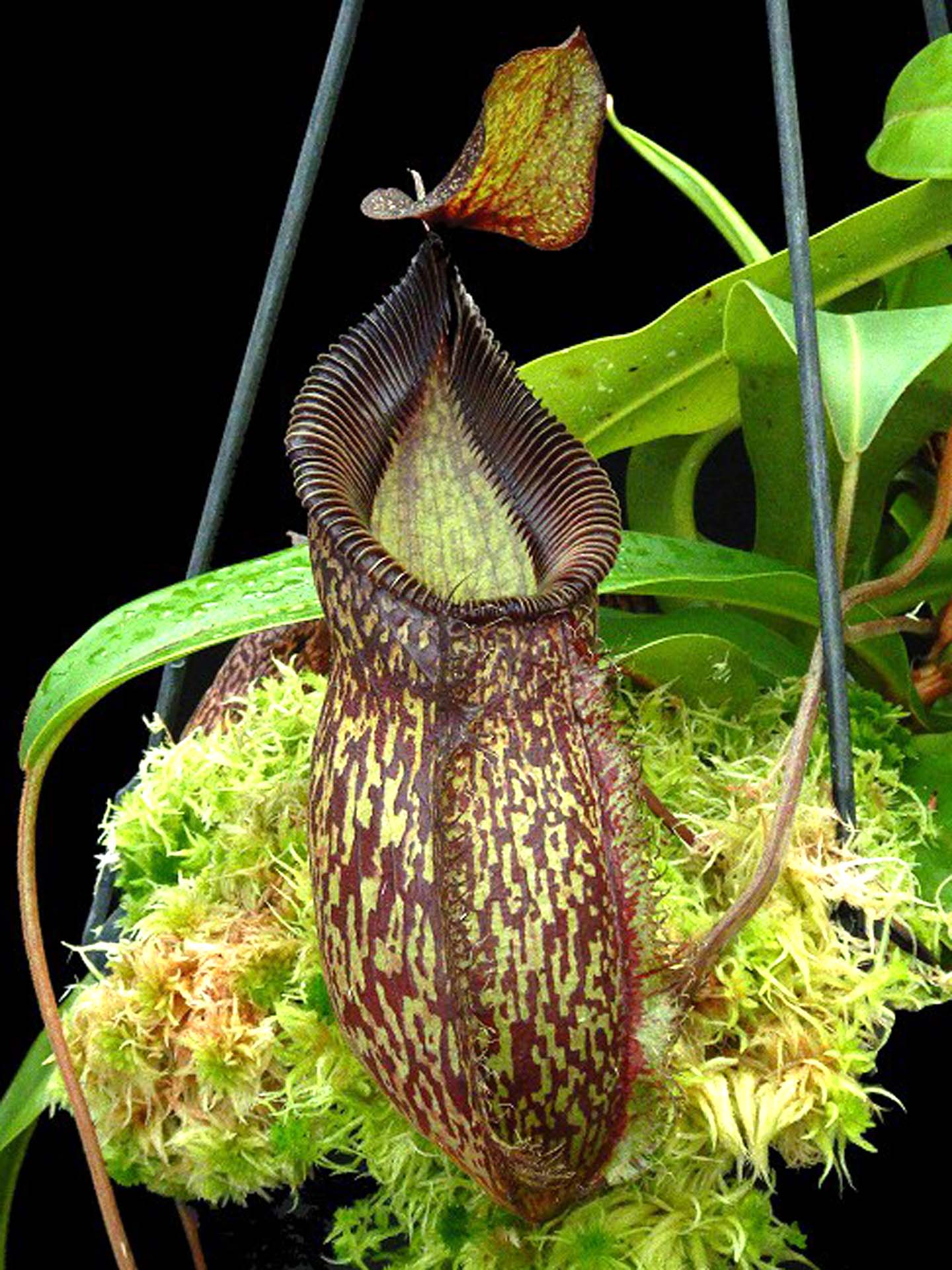 Nepenthes talangensis x hamata BE-4003