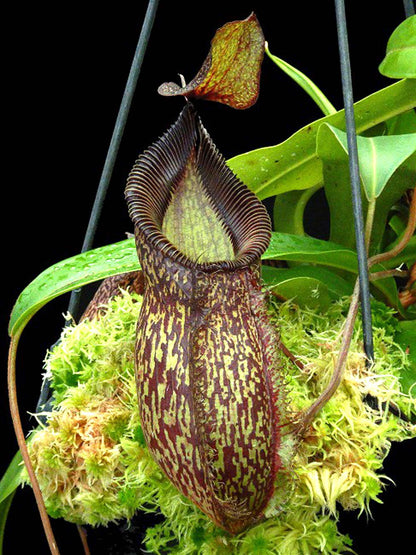 Nepenthes talangensis x hamata BE-4003