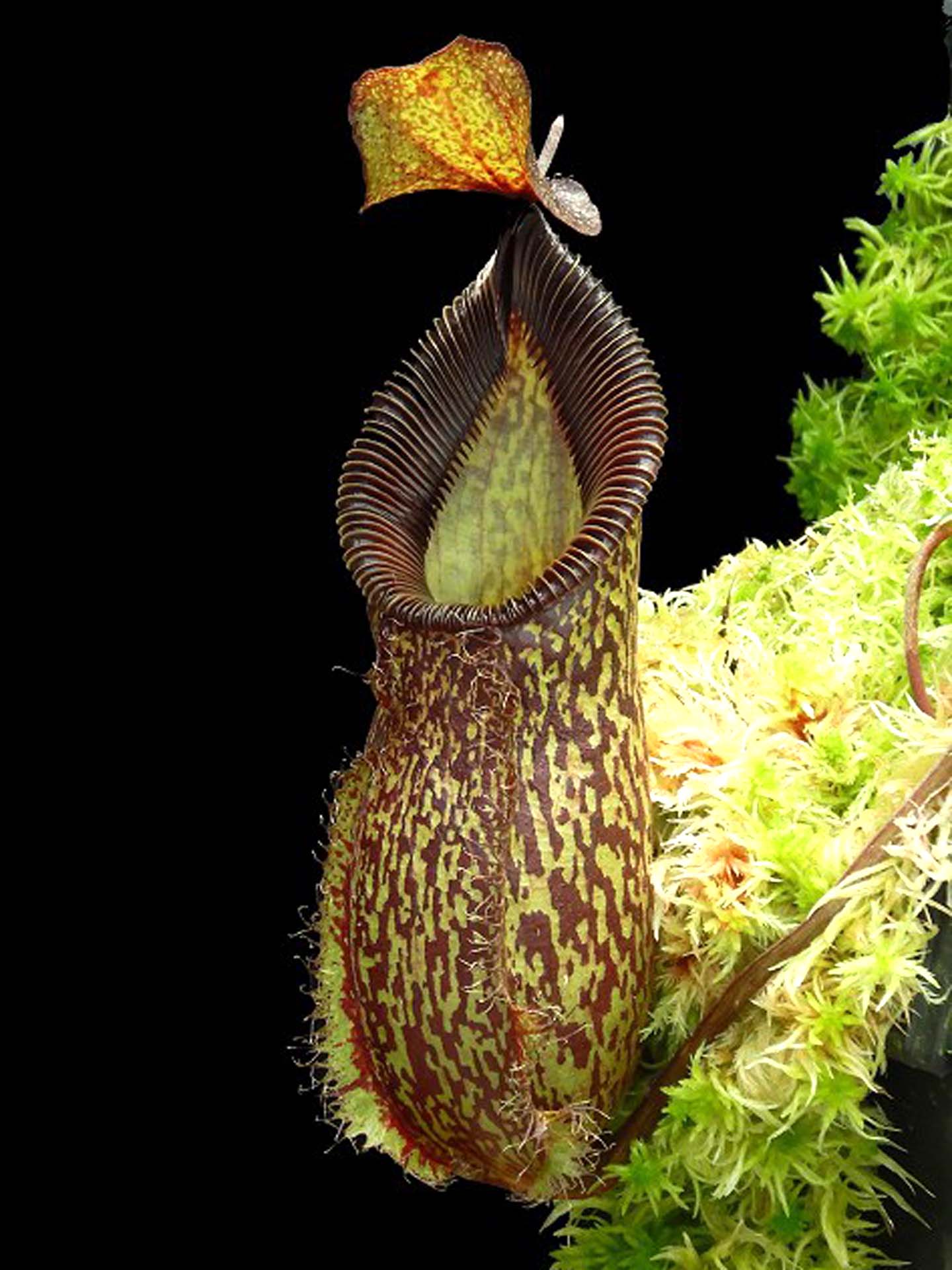 Nepenthes talangensis x hamata BE-4003