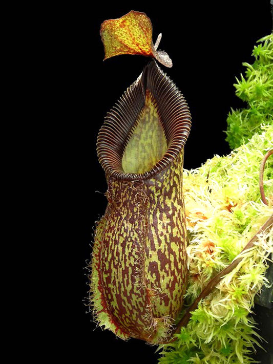 Nepenthes talangensis x hamata BE-4003