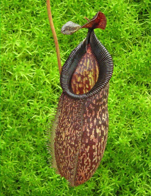 Nepenthes talangensis x hamata BE-4003