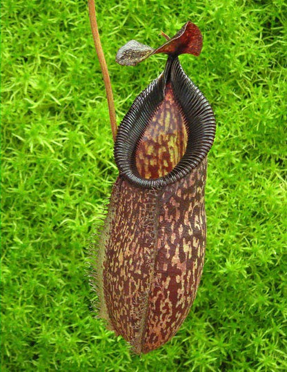 Nepenthes talangensis x hamata BE-4003