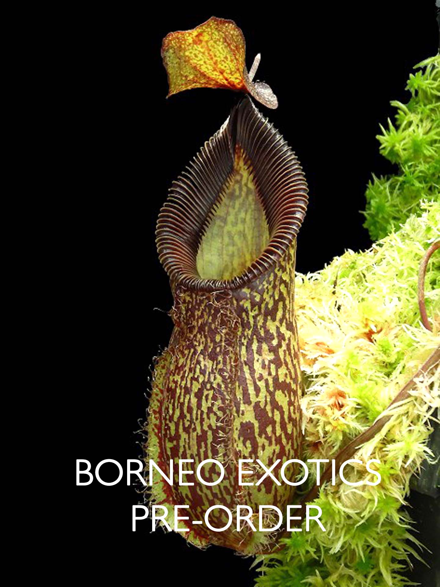 Nepenthes talangensis x hamata BE-4003