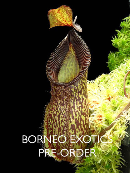Nepenthes talangensis x hamata BE-4003